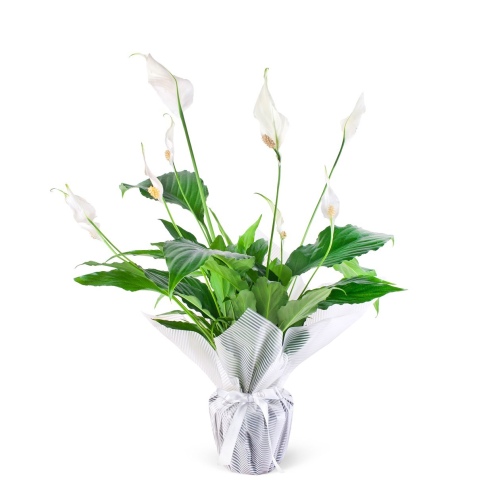 Barış Çiçeği Spathiphyllum