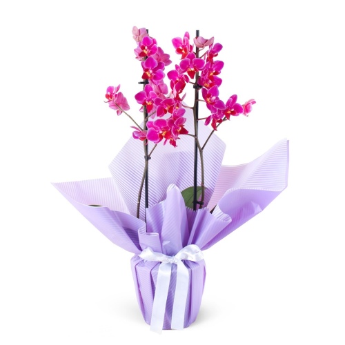 Mürdüm Orkide Çift Dal