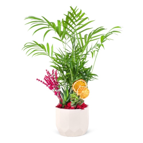 Altıgen Saksıda Chamadore Aranjmanı