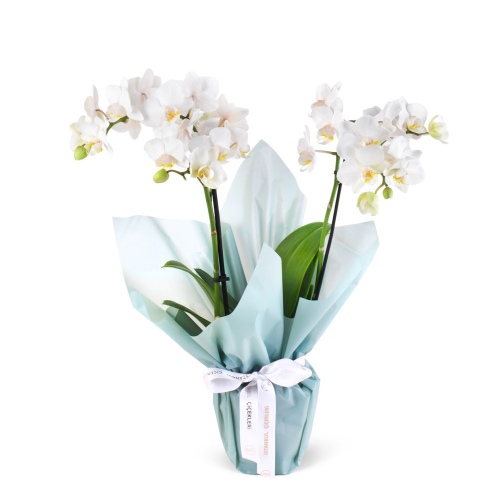 Beyaz Phalaenopsis Çift Dal